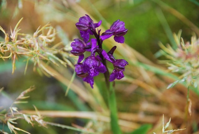 Orchis morio ?